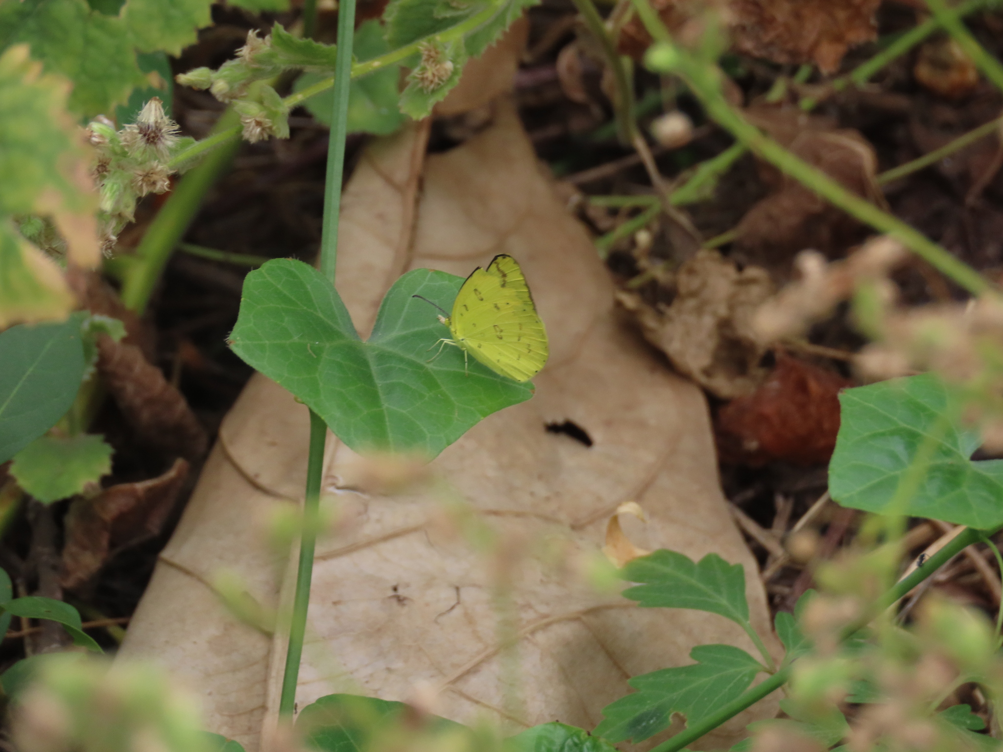 Common Grass Yellow