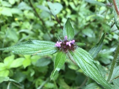Crusea hispida