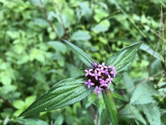 Crusea hispida