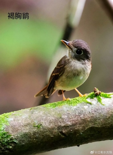 Brown-breasted Flycatcher