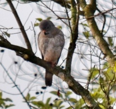 Kaupifalco monogrammicus