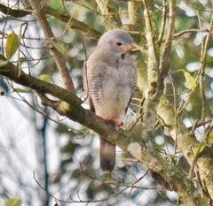 Kaupifalco monogrammicus