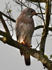 Kaupifalco monogrammicus