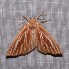 Sabulodes niveostriata