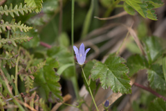 Campanula californica