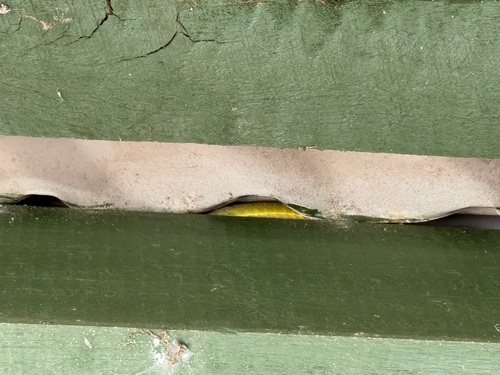 Common Tree Snake sighting