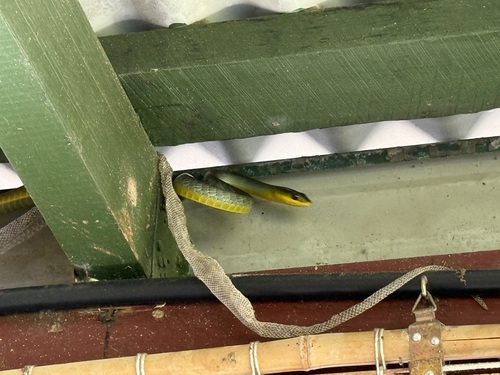 Common Tree Snake sighting