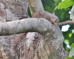 Heliosciurus rufobrachium