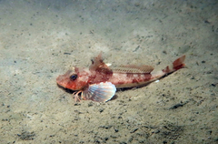 Long-Finned Gurnard photo 3