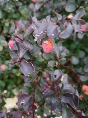 Berberis thunbergii