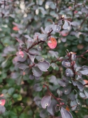 Berberis thunbergii