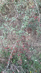 Crataegus monogyna