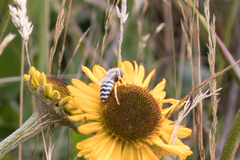 Bembix americana comata