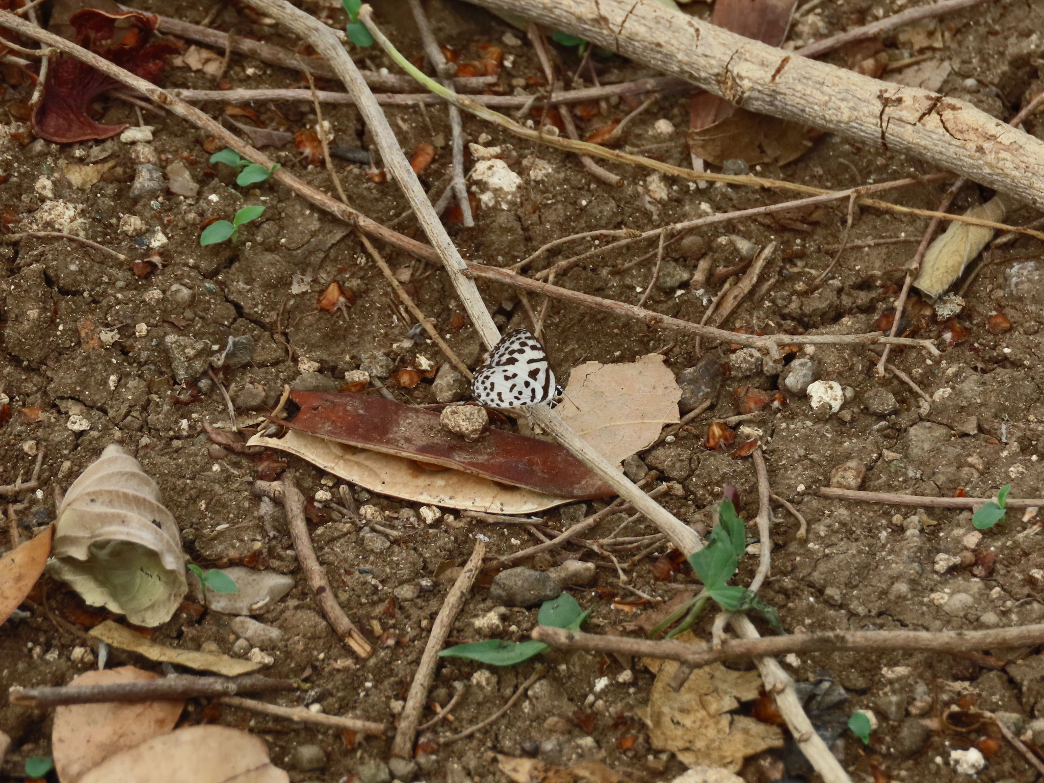 Common Pierrot