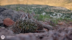 Echinofossulocactus phyllacanthus