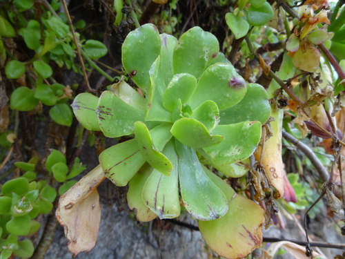 Viscid Houseleek