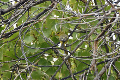 iNaturalist observation 2019-09-10