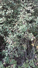 Crataegus monogyna