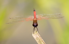Tramea transmarina euryale