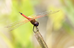 Tramea transmarina euryale