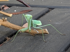 Stagmomantis