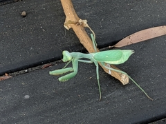 Stagmomantis