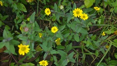 Melampodium montanum