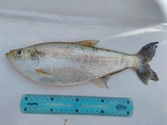 Yellowfin River Pellona photo 1