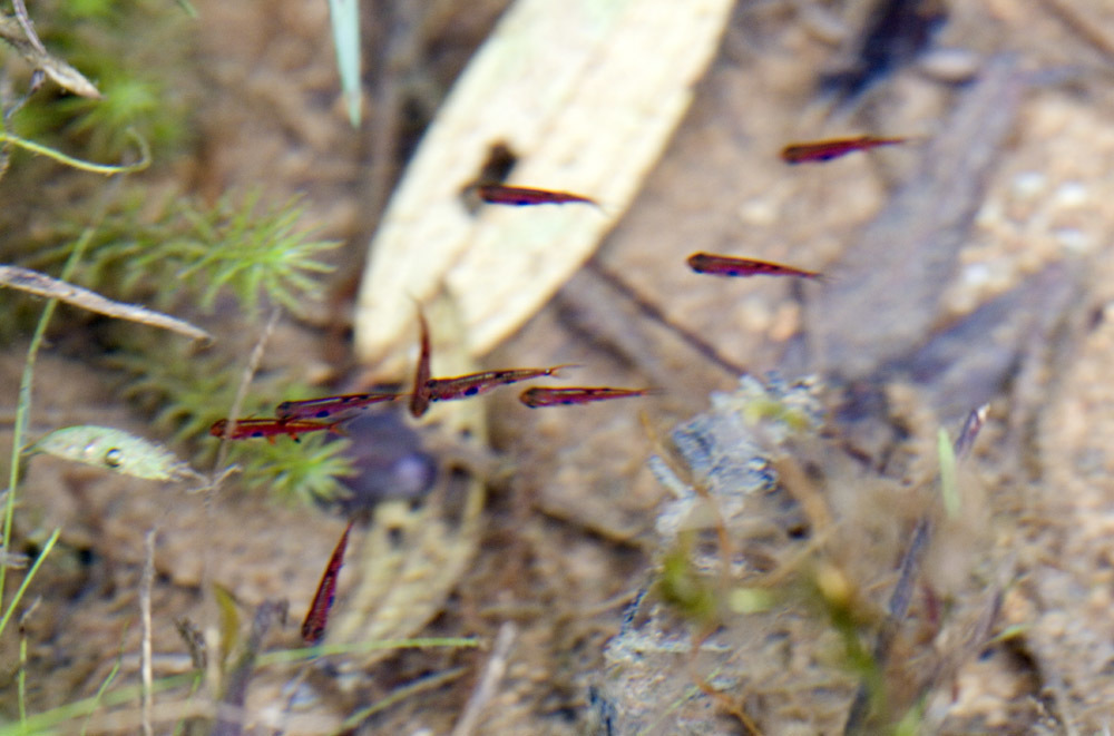 Boraras tacheté (Boraras maculatus)