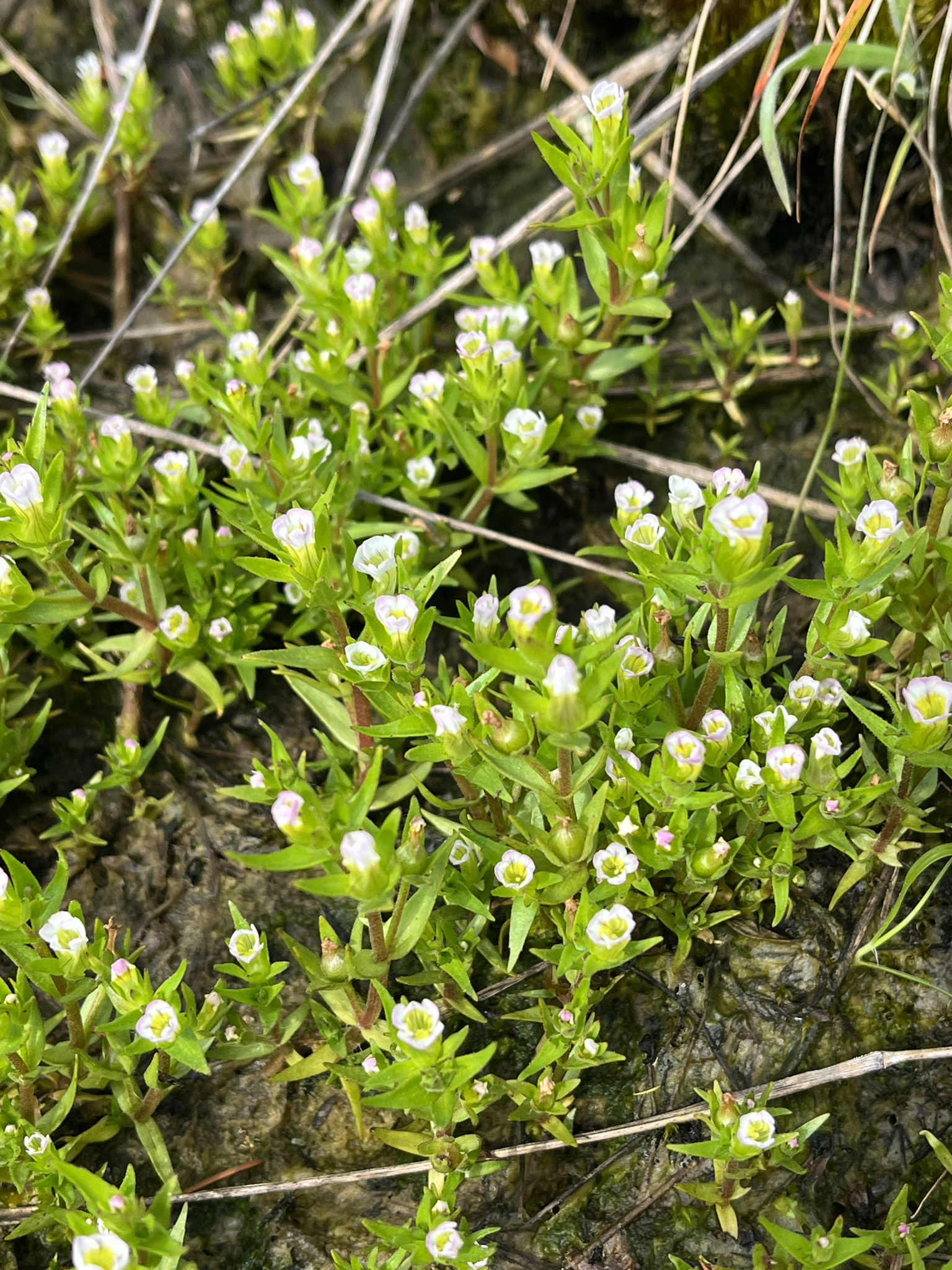 Gratiola ebracteata