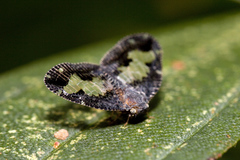 Ricanoptera fenestrata