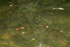 Barbonymus schwanefeldii