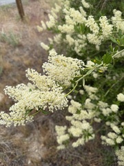 Ceanothus palmeri