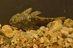 Chaetostoma