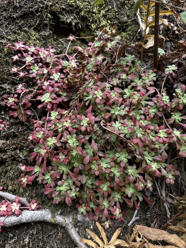Pacific stonecrop foliage