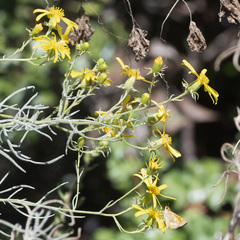 Senecio flaccidus douglasii