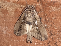 Spatalia argentifera