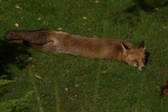 Vulpes vulpes