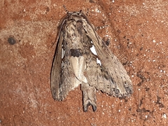 Spatalia argentifera