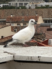 Columba livia domestica