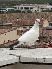 Columba livia domestica