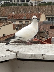 Columba livia domestica
