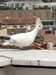 Columba livia domestica