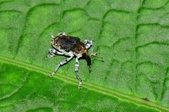 Peridinetus irroratus