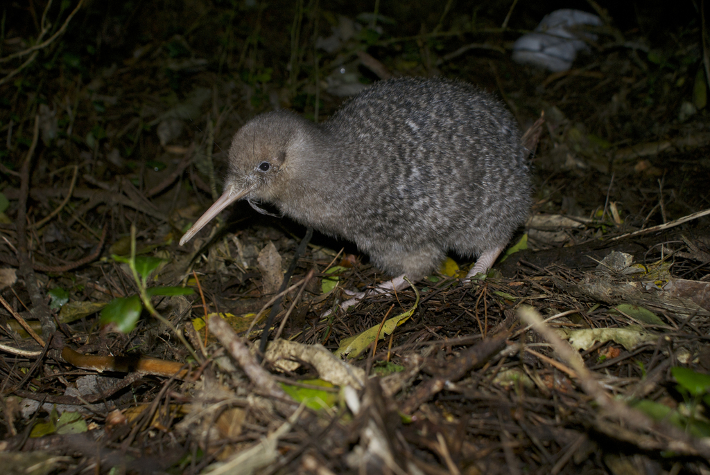 Kiwis