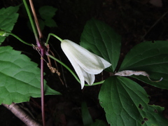 Clematis tosaensis, photograph Timur Kalininsky, CC BY, iNaturalist via GBIF