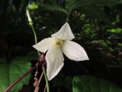 Clematis tosaensis, photograph Timur Kalininsky, CC BY, iNaturalist via GBIF