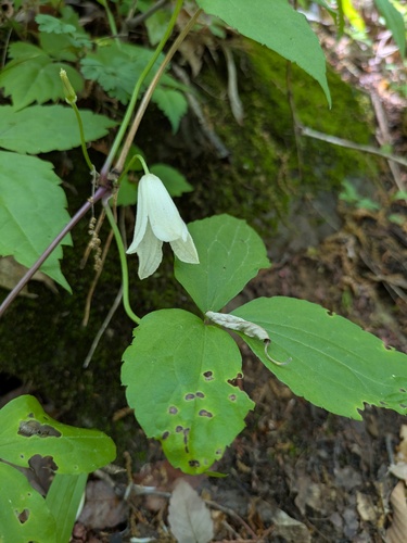 Clematis tosaensis, photograph 5