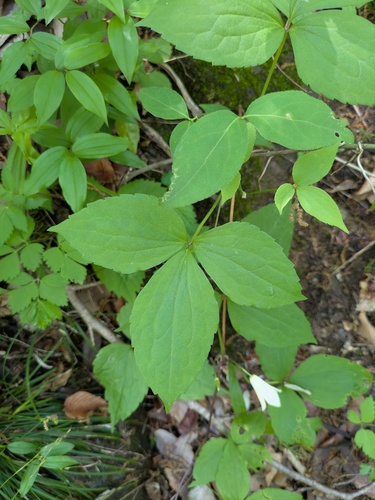 Clematis tosaensis, photograph 3