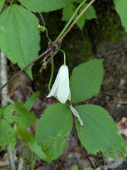 Clematis tosaensis, photograph Timur Kalininsky, CC BY, iNaturalist via GBIF